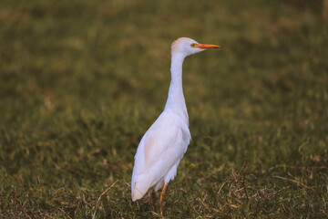 Cattle egret bird in the pasture by the sea, Hookipa, Maui, Hawaii


