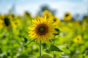Sunflower natural background. Sunflower blooming. Close-up of sunflower.

