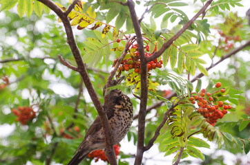 A variegated bird sits on a rowan tree, eating berries. Red rowan berries. Summer photo. The bird is hawthorn berries. The beak is opened and it is visible tongue
