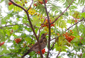 A variegated bird sits on a rowan tree, eating berries. Red rowan berries. Summer photo. The bird is hawthorn berries. The beak is opened and it is visible tongue