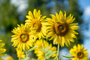 Sunflower natural background. Sunflower blooming. Close-up of sunflower.

