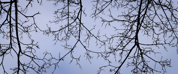Branches of trees without leaves on the background of gray-blue sky. The natural background. Winter trees.