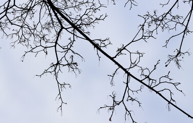Bare branches of trees without leaves against the sky. Winter sky with branches.