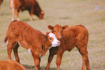Cow in the pasture by the sea, Hookipa, Maui, Hawaii
