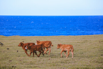 Cow in the pasture by the sea, Hookipa, Maui, Hawaii
