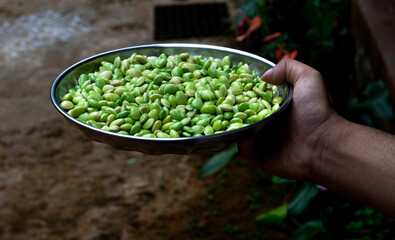 Human hand holding a plate of lima beans