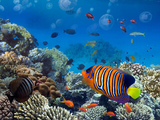 Obraz na płótnie Canvas Coral Reef and Tropical Fish. Red Sea. Egypt