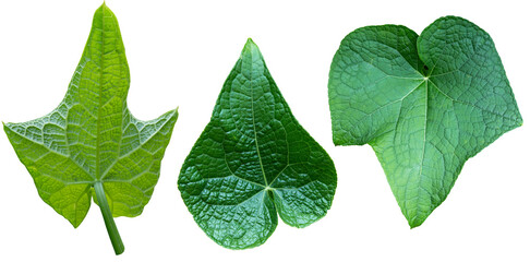 Green chayote leaves without background