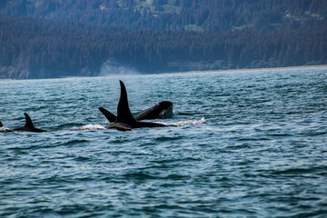 Fototapeta premium Orcas Alaska