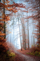 autumn in the forest