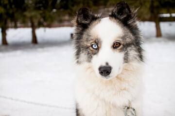 Portrait of a beautiful northern dog of the husky breed.