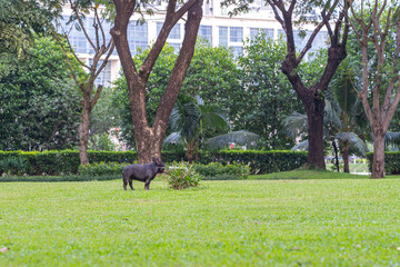 Black French bulldog on green grass at the park