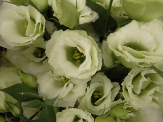 A closeup shot of the white Eustoma flowers