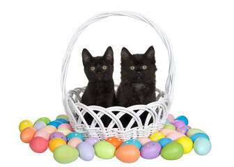 Fototapeta na wymiar Adorable black kittens sitting in a white wicker easter basket surrounded by easter eggs. Kittens looking directly at viewer, one paw on side of basket. Isolated on white.