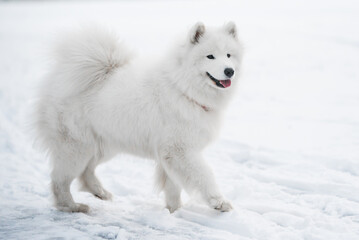 Samoyed white dog is on snow background outside