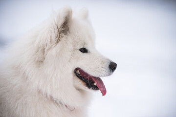Obraz premium Samoyed white dog close up is on snow background