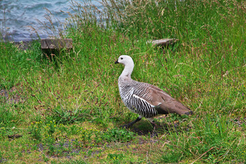 The bird in Torres del Paine National Park, Patagonia, Chile