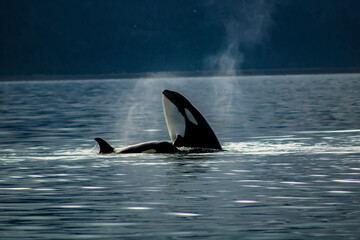 Orcas Alaska © Michael