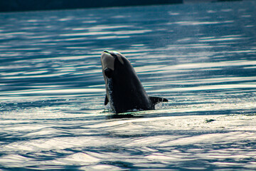 Orcas Alaska