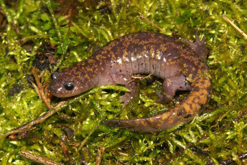 The critically endangered Hynobius okiensis from Oki Islands Japan