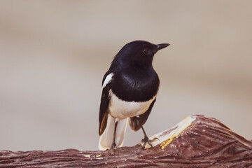 Closeup of an oriental magpie robin bird