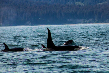 Orcas Alaska