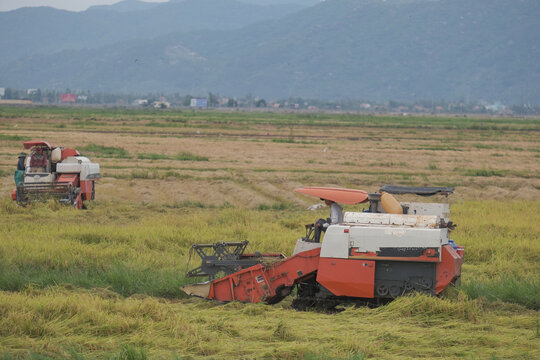 The farmer is working in the field with a harvester. Kombain collects on the rice field crop. Agricultural machinery in the field, people use the industrial reaper, combine Harvester cut rice plants