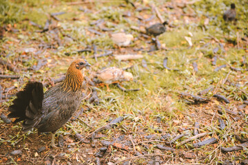 Hen in Oahu, Hawaii. Chicken