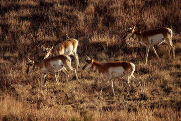 Pronghorn Antelope Arizona