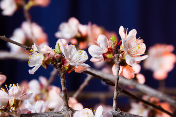 Sakura flowers in the red rays of the rising sun