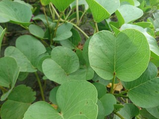 the green leaves on beach