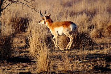 Pronghorn Antelope Arizona