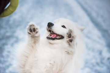 Funny Samoyed white dog is playing on snow background