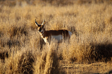 Pronghorn Antelope Arizona