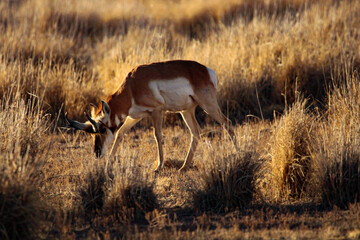 Pronghorn Antelope Arizona