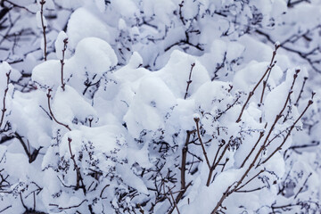 Fototapeta na wymiar Bushes are covered with lush snow