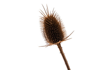 dry thistle isolated