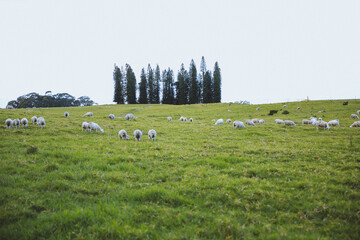 Naklejka premium Sheep in the pasture，Maui, Hawaii