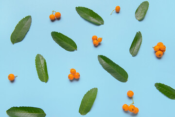 Green rowan leaves and berries on color background