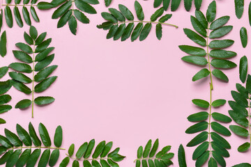Frame made of green rowan leaves on color background