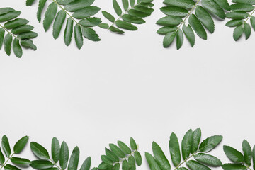 Green rowan branches on white background