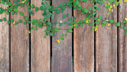 Old wooden fence wall panels background texture with green Coatbuttons or climber ficus ivy