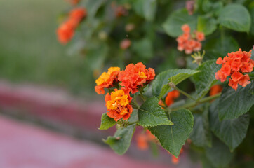 Beautiful orange flowers. Tropical flowers.