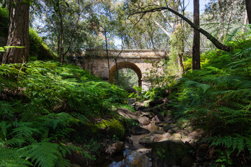 Ferns around Lennox Bridge, the oldest arch bridge in Australia.