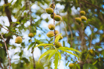 Sun Yat Sen Park, Kula, Maui, Hawaii
