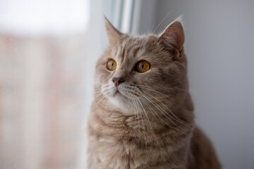 Obraz premium A British-bred cat.