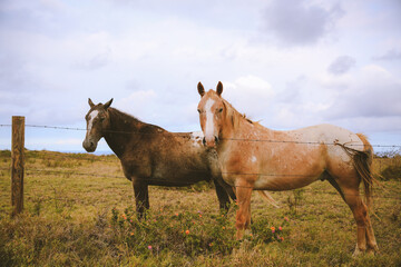 Fototapeta premium horses in the pastur, South point, Big island, Hawaii