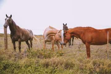 horses in the pastur, South point, Big island, Hawaii