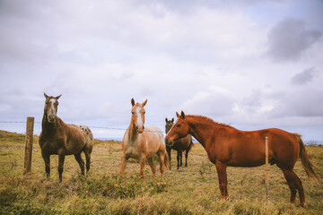Fototapeta na wymiar horses in the pastur, South point, Big island, Hawaii