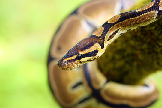 The Royal python (Python regius), also called the ball python lying twisted on a dry branch with a green background.Small African python in the forest.